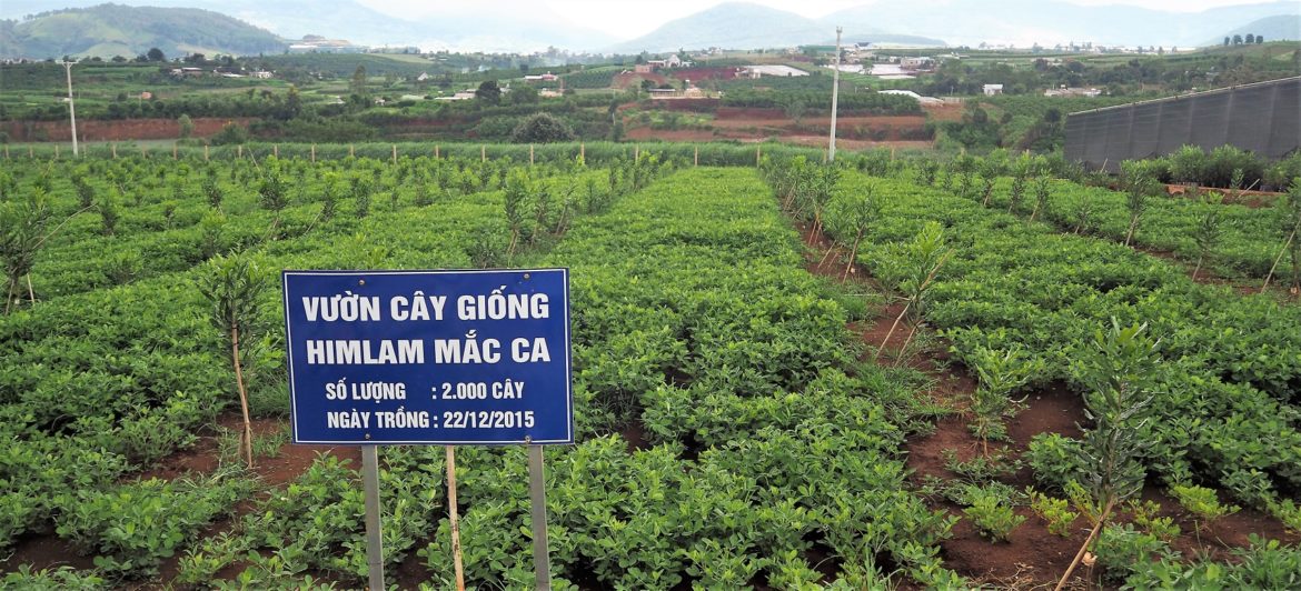 Hinh-anh-vuon-mac-ca-2000-cay.jpg