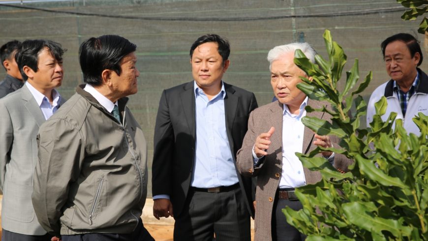 Nguyên Chủ tịch nước Trương Tấn Sang: Sớm có tổng kết để hướng dẫn trồng mắc ca