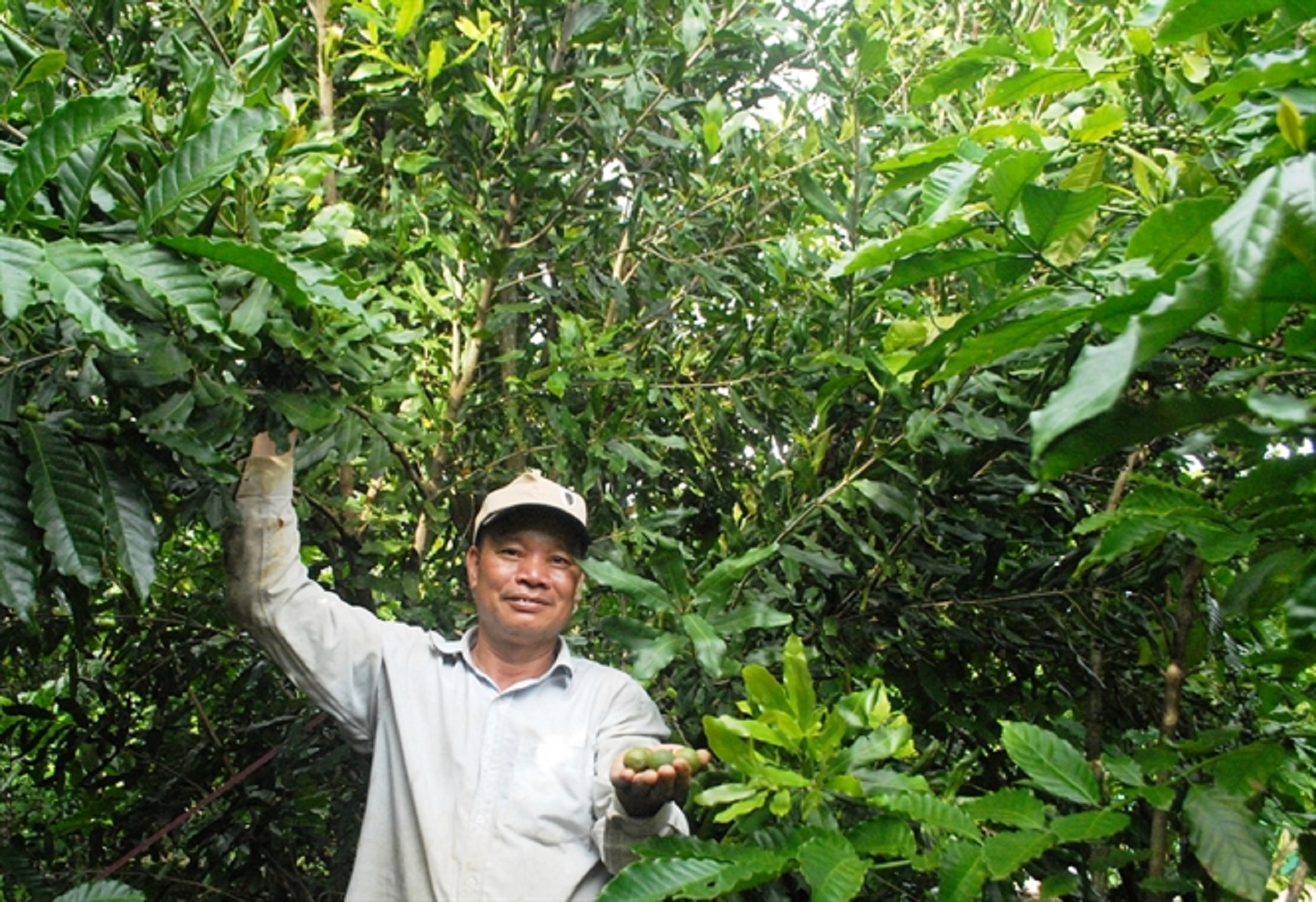 Đến năm 2030 Lâm Đồng có khoảng 15.000ha cây mắc ca 