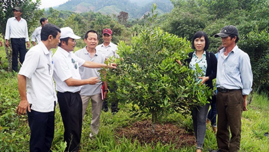 Hội thảo đầu vườn và tư vấn vay vốn trồng, chăm sóc cây mắc ca tại Quảng Ngãi