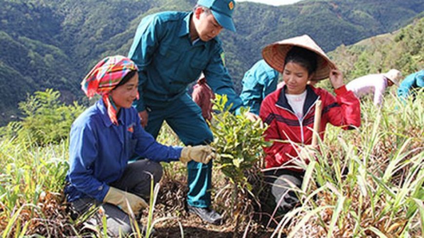 Lai Châu trồng mới 1.102ha cây mắc ca trong năm 2018