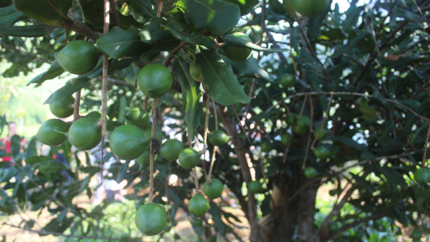 Tiềm năng phát triển cây Mắc ca ở Điện Biên