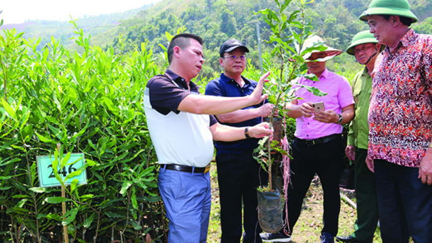 TRIỂN KHAI DỰ ÁN TRỒNG CÂY MẮC CA QUY MÔ 10.000 HA TẠI HUYỆN MƯỜNG NHÉ – TỈNH ĐIỆN BIÊN