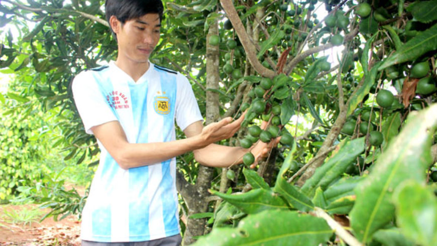 Cho mắc ca “chung nhà” với vườn tiêu, có 280 cây mà thu 400 triệu