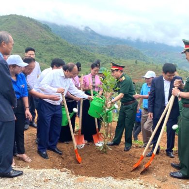 Điện Biên: Phát triển cây mắc ca hưởng ứng Đề án trồng 1 tỷ cây xanh