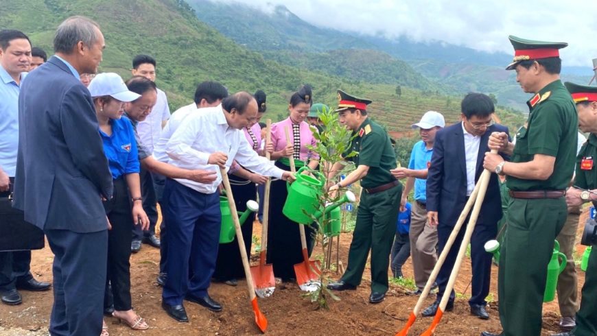 Điện Biên: Phát triển cây mắc ca hưởng ứng Đề án trồng 1 tỷ cây xanh