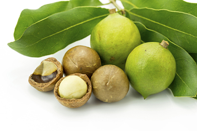 Mac-nuts-in-shell-with-leaves.jpg
