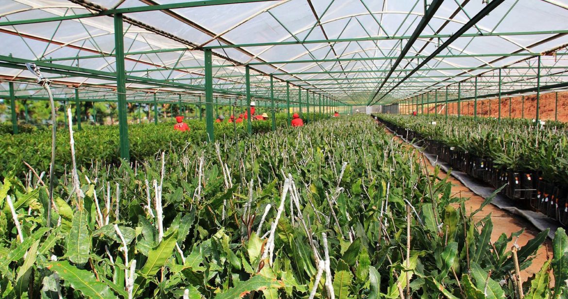 maca-nursery.jpg